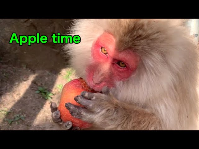SNOW MONKEYS】292 ( go to work) jigokudani onsen Korakukan