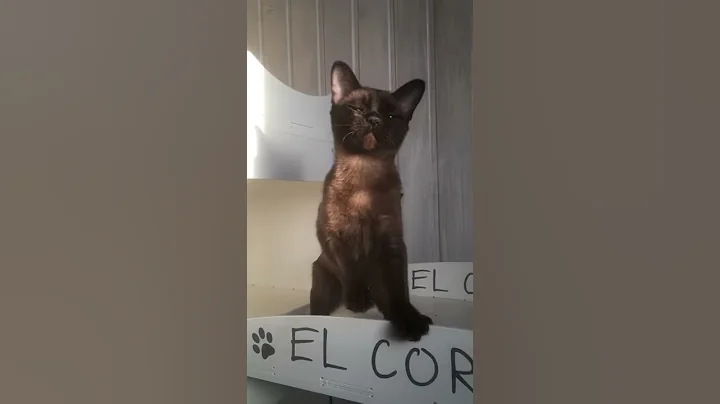 Watch the video about Akatava El Corazon, Burmese kitten