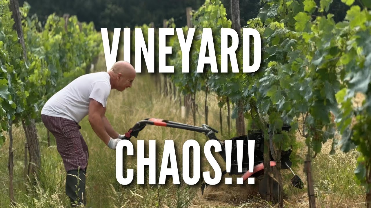 Урожай виноградников нашего замка: реальность против ожиданий