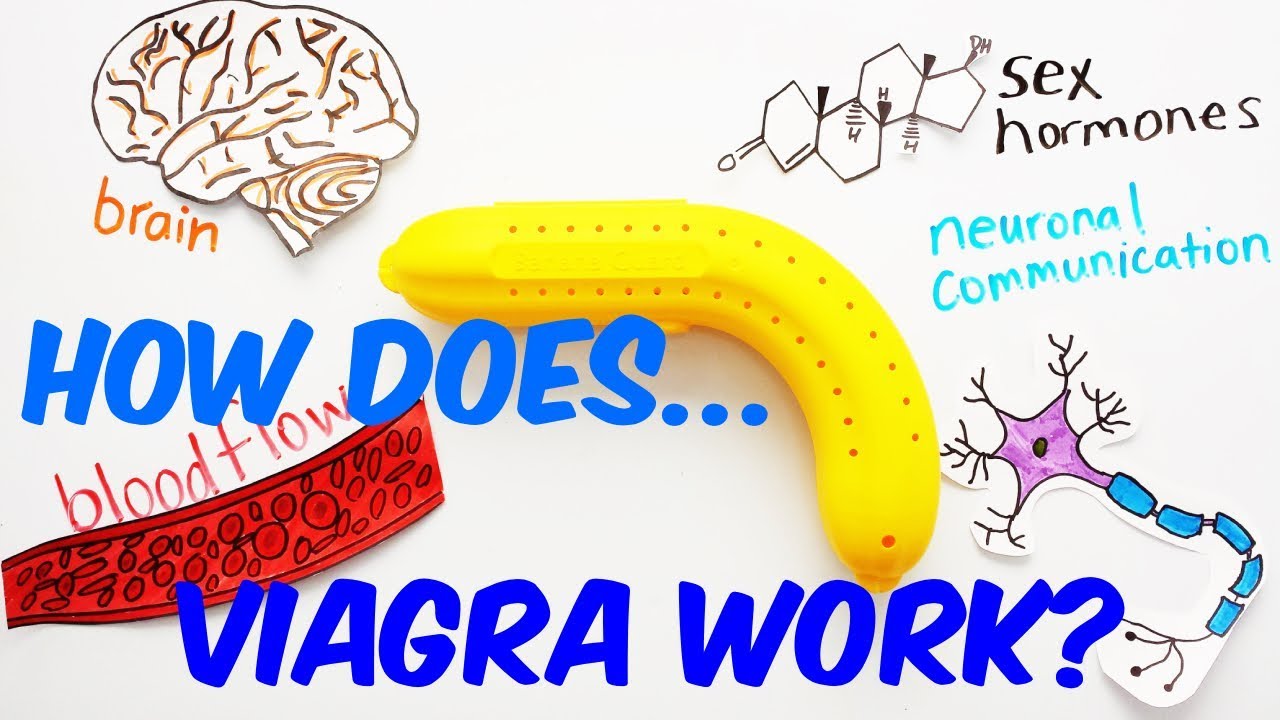 why does viagra work