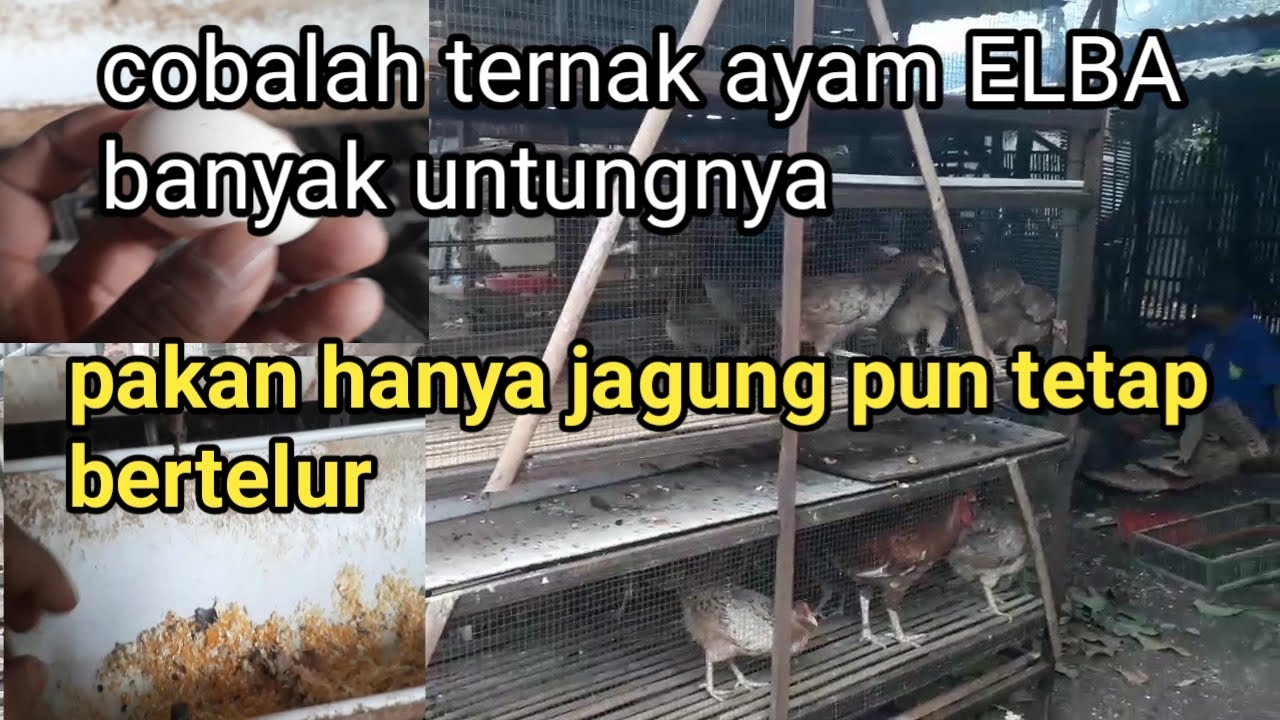 Ternak ayam ELBA petelur//pakannya gampang gak ribet tetap bertelur