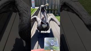 This Birds Mouth Is Mive