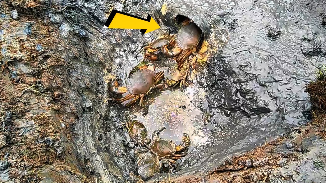 Build Deep Hole Underground Crab Trap Using PVC Pipe || Unique Way Of Mud Crabs Catching ||Part-2