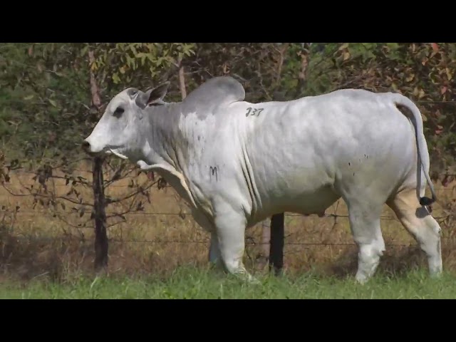 45º Mega Leilão Anual Carpa | BATERIA 10