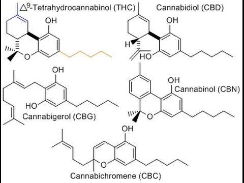 difference between cbd and thc edibles