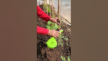 Dụng cụ bấm cây #bienfarm #farming