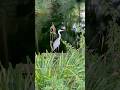 Heron + ? duck #wildnaturetv250 #birds #nature #heron #duck #heiloo