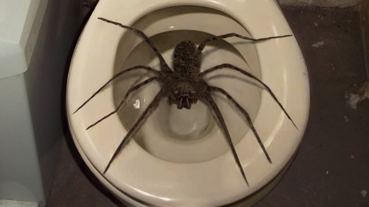 Top 10 Biggest Spiders In The World.
