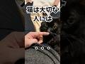 いくつ当てはまる？猫が大切な人にする行動‥#人類ねこ同盟 #猫の愛情#猫の豆知識