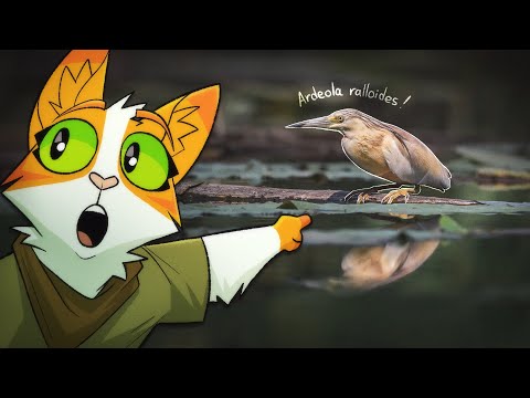 Naturalist CORE | 2