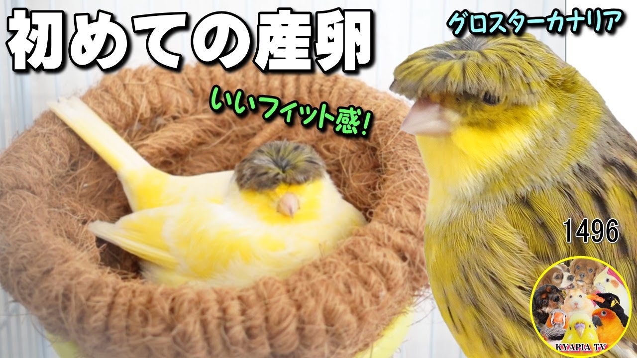グロスターカナリア 初めての産卵｜サスケと貞子の相性は？｜繁殖記録