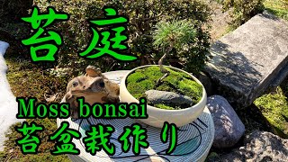 苔盆栽の作り方　How to make a moss bonsai.