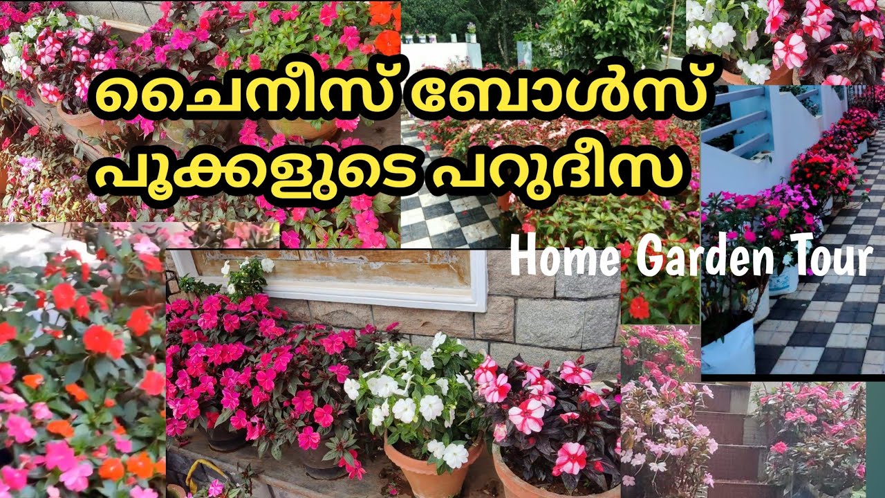 എന്റെ വീട്ടിലെ പൂക്കളുടെ പറുദീസ|Chinese balsam plant care in malayalam|Home garden tour
