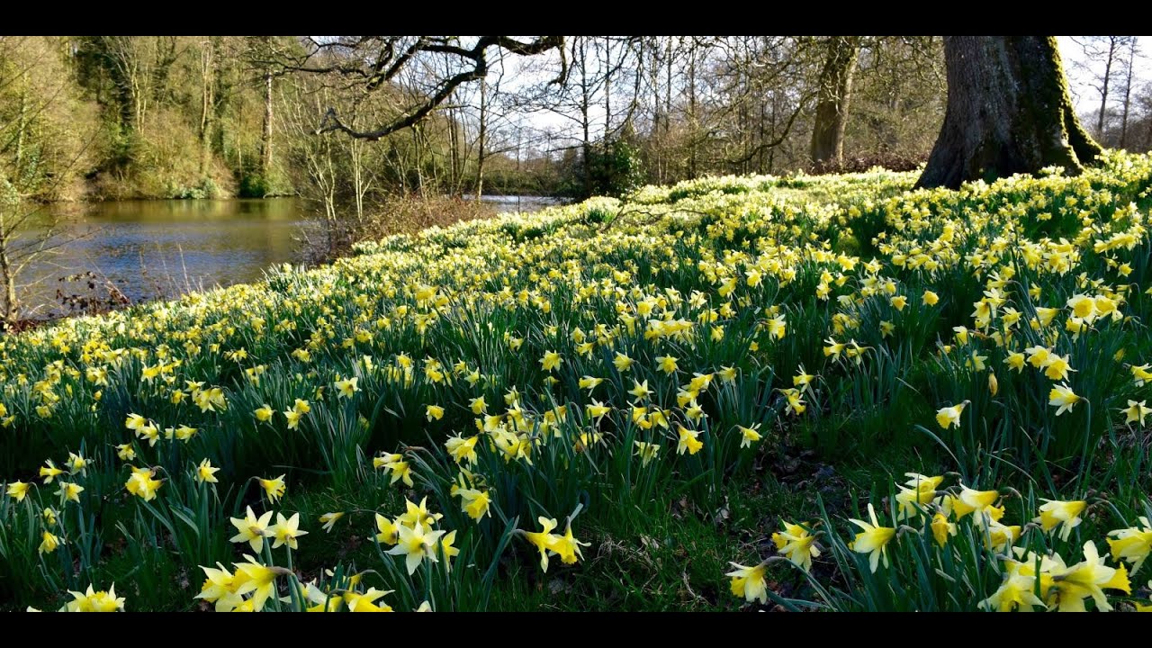 daffodils YouTube