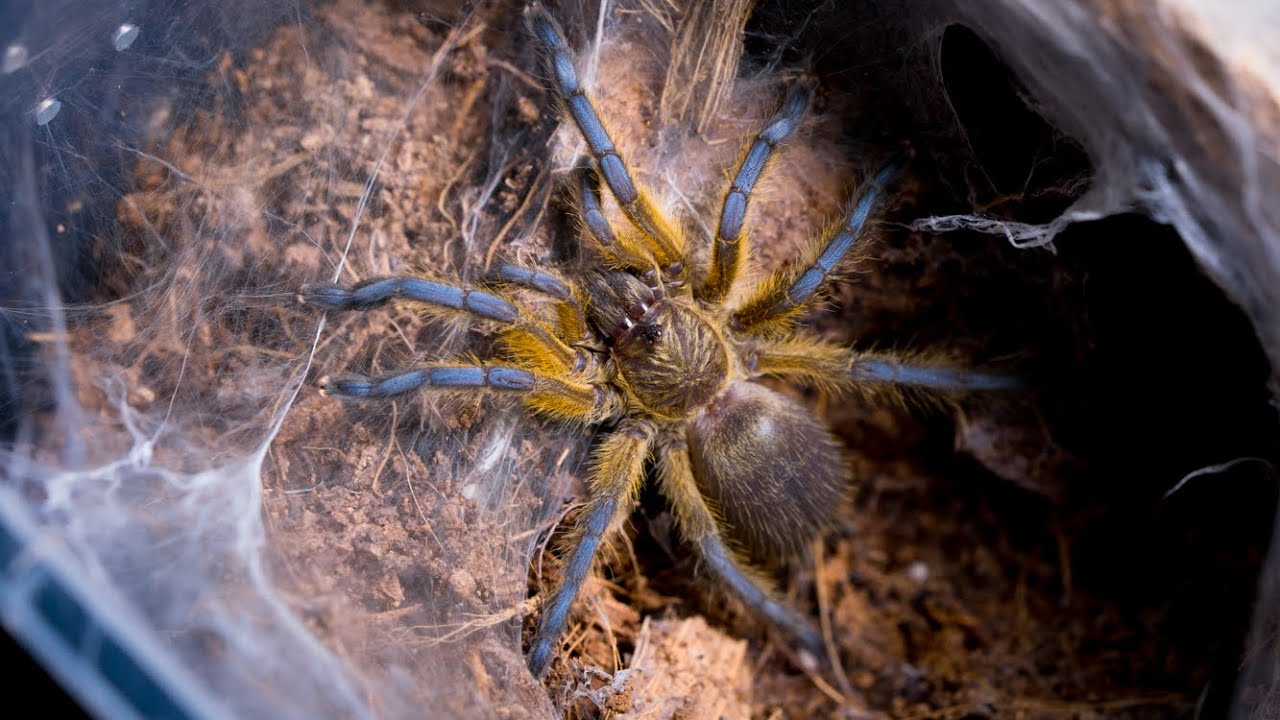 Co słychać u PTASZNIKÓW ZAJĄCA? ( i u gekona orzęsionego) #16