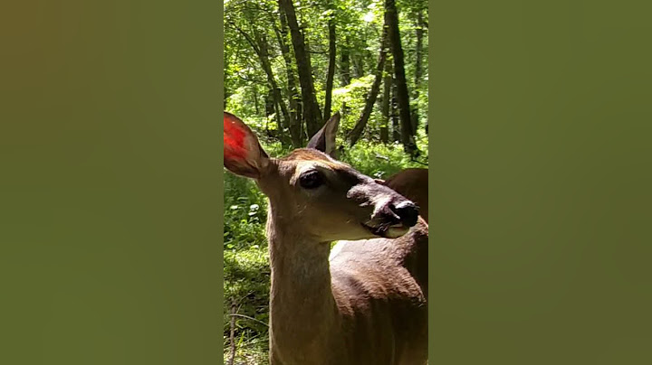 Big fly biting deer on the nose #deer #animals #shorts