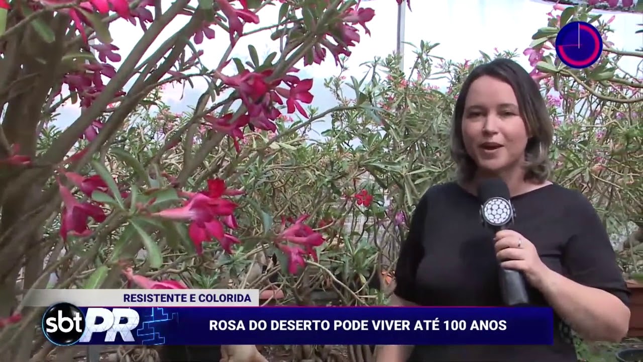 Homem coleciona a rosa do deserto, flor que pode viver até 100 anos - SBT  Paraná (14/03/19) - thptnganamst.edu.vn