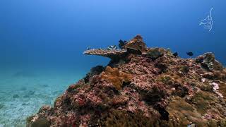 Nice Dive, Koh Lanta | Trip to Koh Haa