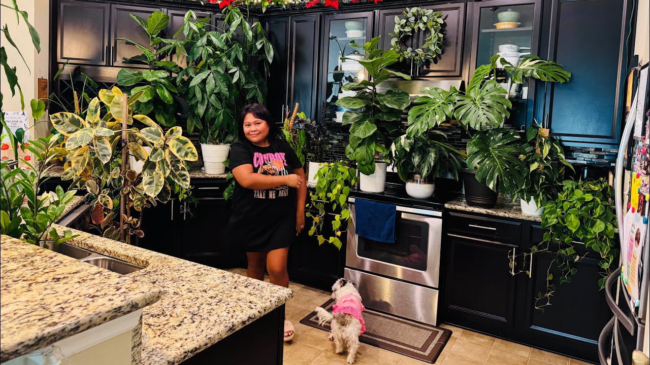 ASMR | Dusting - Cleaning My Indoor Plants Collection, Water Spray Sound,  Whispering While Wiping 🤣