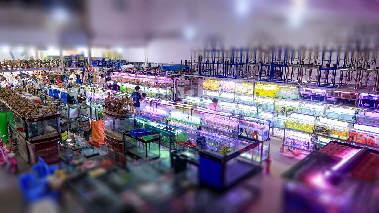 cửa hàng cá cảnh hà nội  New Update  Tiệm cá cảnh có diện tích KHỦNG nhất Sài Gòn