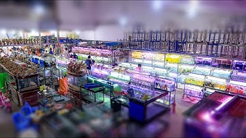 Tiệm cá cảnh có diện tích KHỦNG nhất Sài Gòn