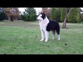 Not Fancy Kennel - Yakutian Laïka & American Akita - YouTube