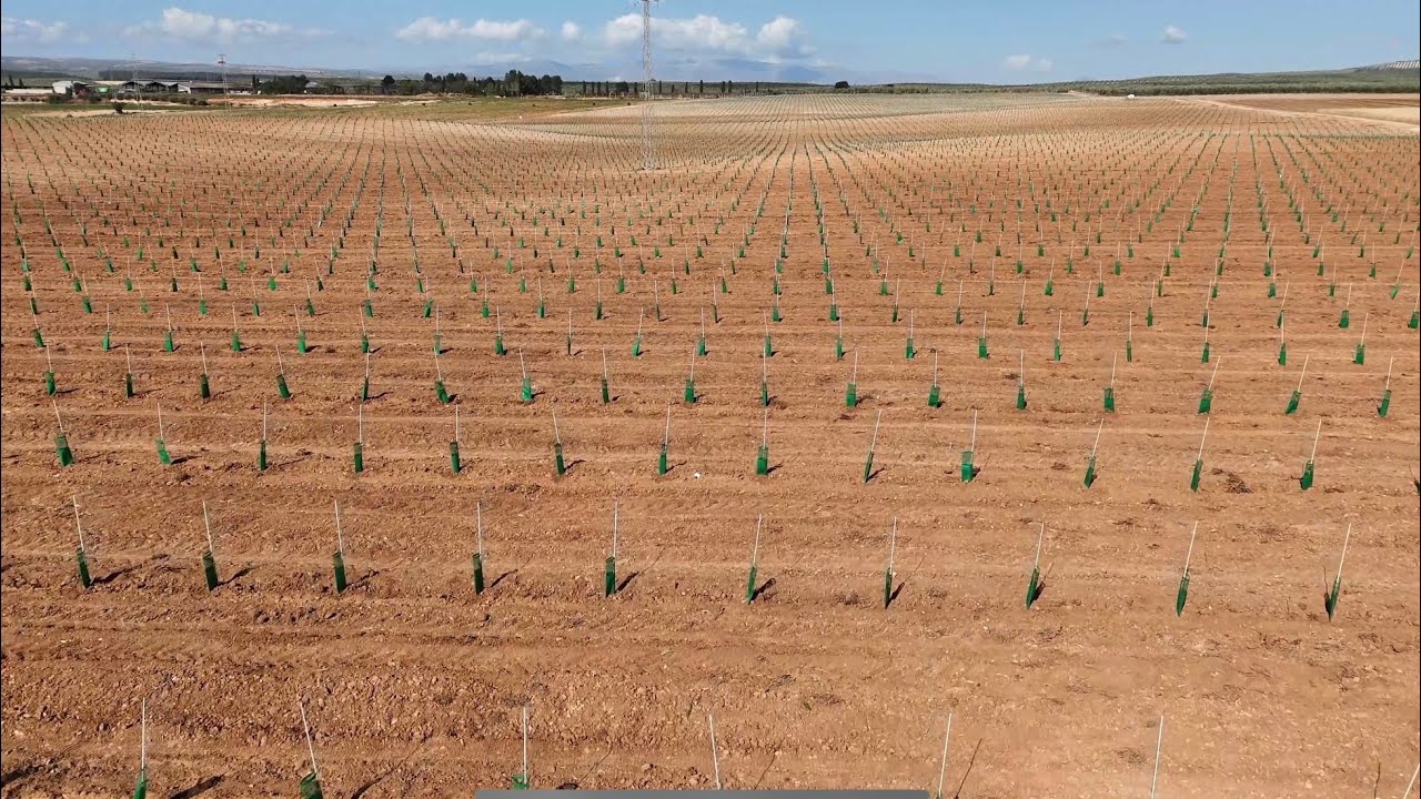 Plantación Olivos de variedad Sikitita entre Lachar y Valderrubio, Granada Fitodel Plantaciones