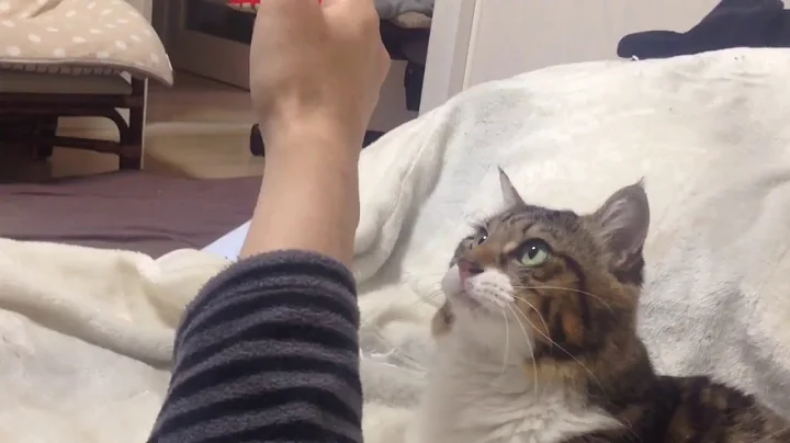 Cat Wants To Hug His Arm - DayDayNews