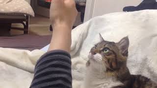 Cat Wants To Hug His Arm