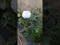 White rose 🌹 #nature