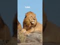 Discovery of world and amazing.  Dangerous Lion in the forest. #shorts #youtubeshorts