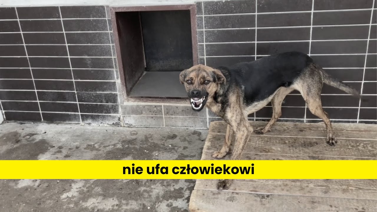 Jak oswoić dzikiego psa?