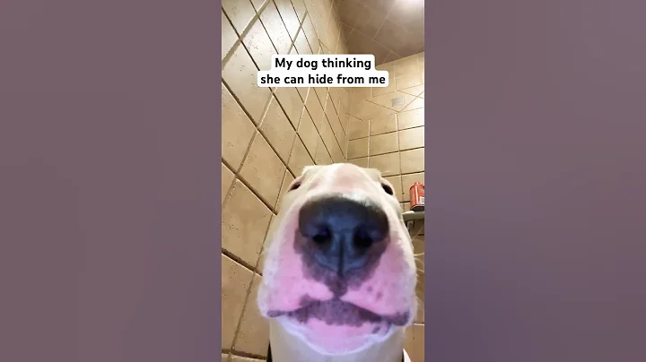 Nice try Pookie! #dogs #mischievous #funny #meme #shorts #dogshorts #comedy