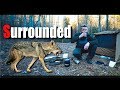 Pathfinding old Forest Roads - Surrounded by Coyotes - Solo Overnight Adventure