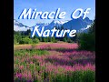 Capture de la vidéo Miracle Of Nature - Featuring Norman Brown
