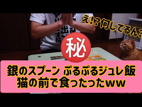 【閲覧注意】銀のスプーン ぷるぷるジュレ飯を猫の前で食べたったww とんかつおばあちゃん猫