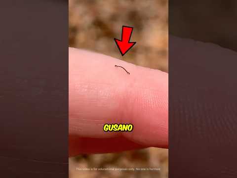 Pequeño Gusano en