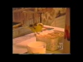 yellow bird eat icecream - udomowiany kanarek best funny ever