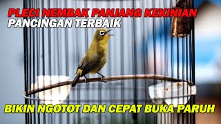PANCINGAN PLECI NEMBAK PANJANG PALING DICARI  BIKIN LAWAN IKUT NEMBAK NGOTOT DAN BUKA PARUH