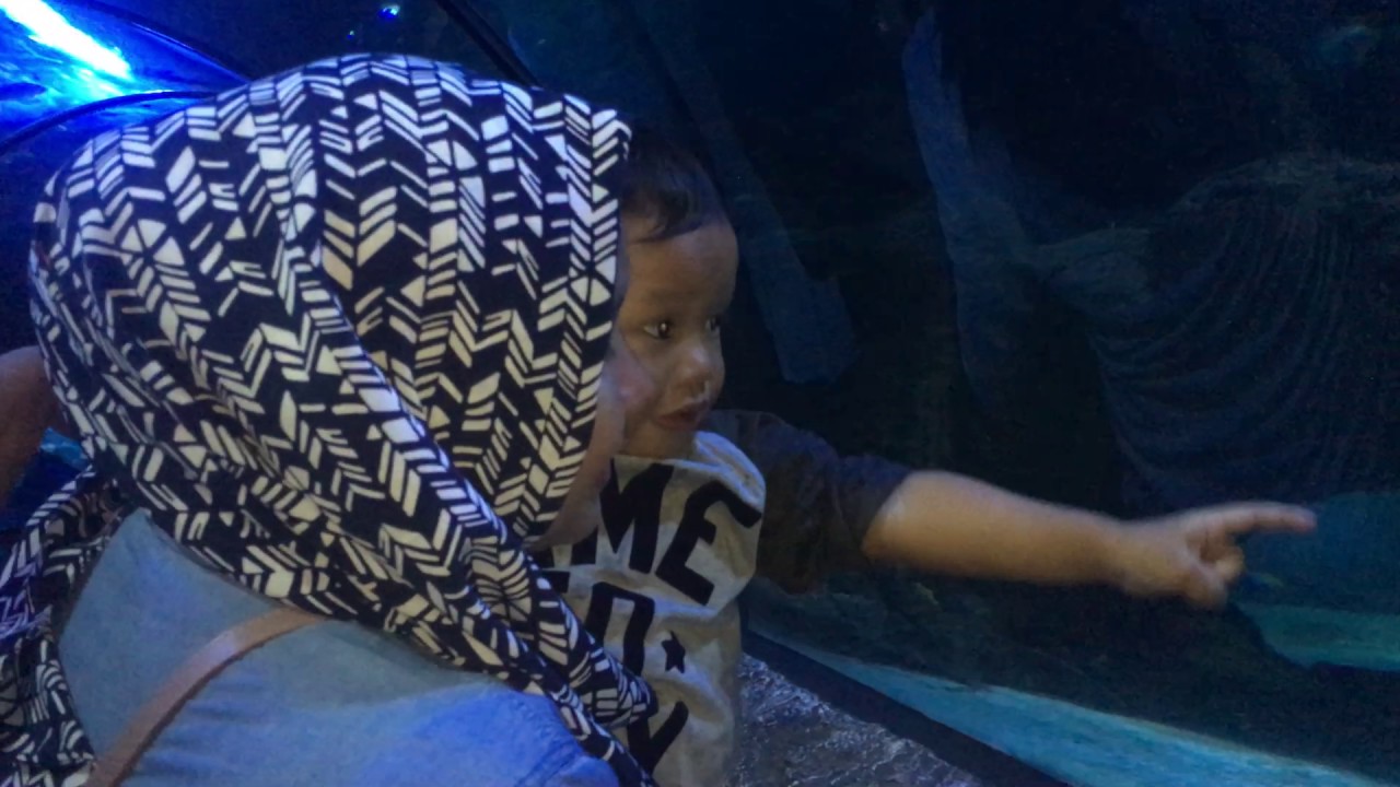 Jalan Jalan Di Dalam Aquarium Sea World Ancol Jakarta