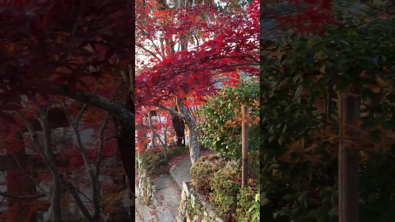 【OSAKA】Must-See Beautiful Red Laeves - Minoh Park