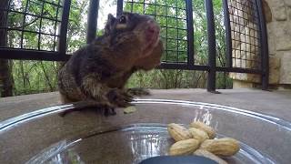 How many peanuts can a squirrel carry?