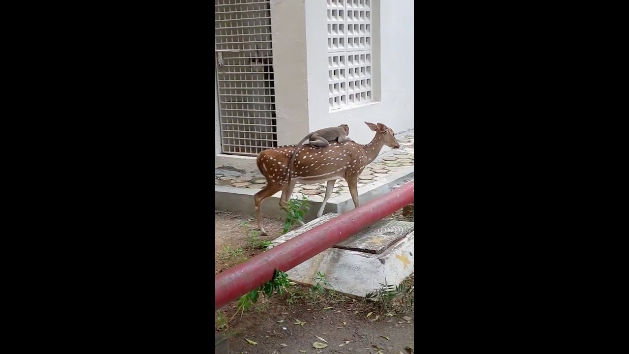 Baby Monkey Riding on a Deer 