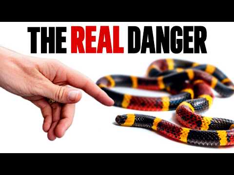 NEVER Kill a Coral Snake - Here's Why.