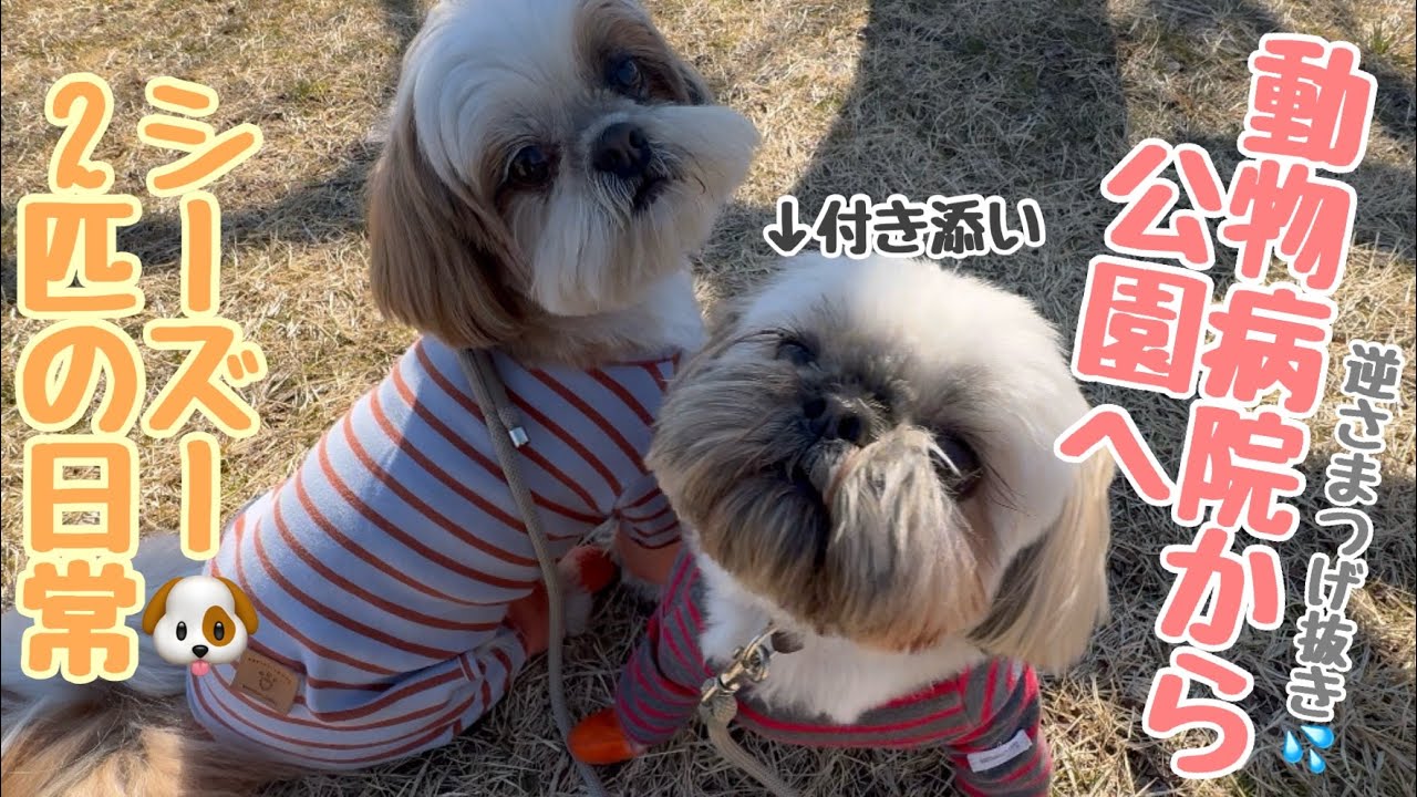 [シーズー多頭飼い]夜も朝も枕取られる飼い主