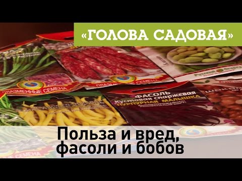 Голова садовая - Польза и вред, фасоли и бобов