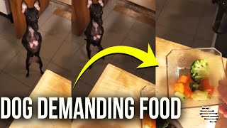 Precious Dog Demanding Food While Trying to Be Cute