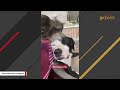 Dumped senior dog's heartbreaking cry