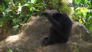 Best Of Monkey Funny Moments 2022