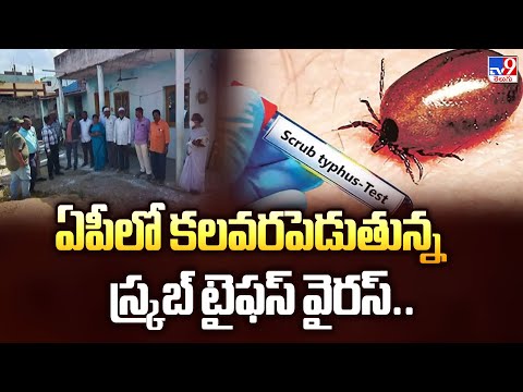 Scrub Typhus: : ఏపీలో కలవరపెడుతున్న స్క్రబ్ టైఫస్ వైరస్.. - TV9 - TV9